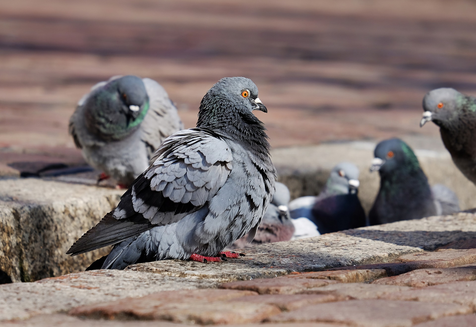 Japon : Un taximan tue un pigeon et se fait arrêter